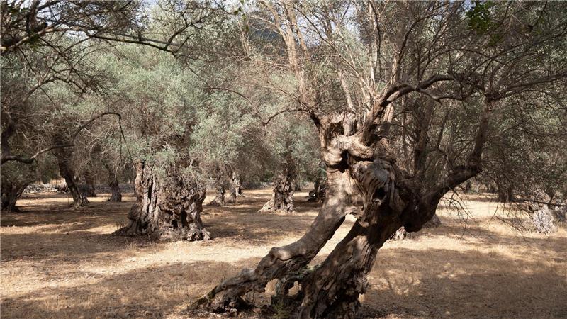 Wasserknappheit ist auf Mallorca vor allem in der Hochsaison kein neues Problem.