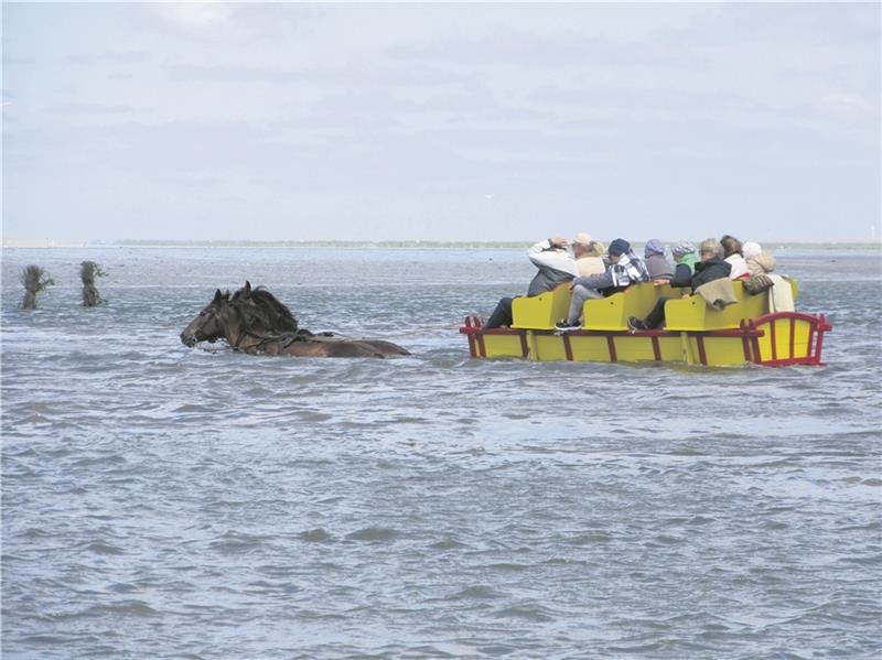 Wattwagen sind dafür konstruiert, Priele zu durchqueren. Kritisch wird es, sobald die Pferde keine Grundberührung mehr haben – wie immer häufiger im „Duhner Loch“ im Cuxhavener Watt. Foto: Roland