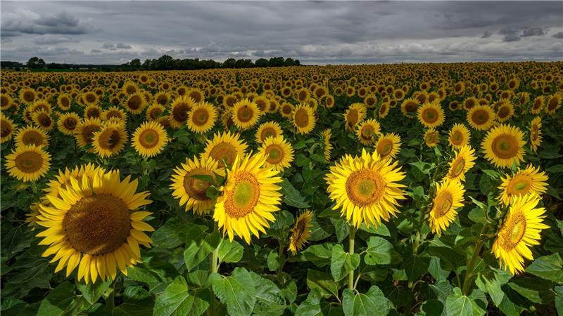 Bilder des Tages Wechselhaftes Wetter: Sonnenblumen und Regenwolken