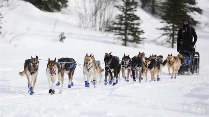 Wegen Schneemangels in Alaska wird die Iditarod-Rennroute in diesem Jahr geändert. (Archivbild) 