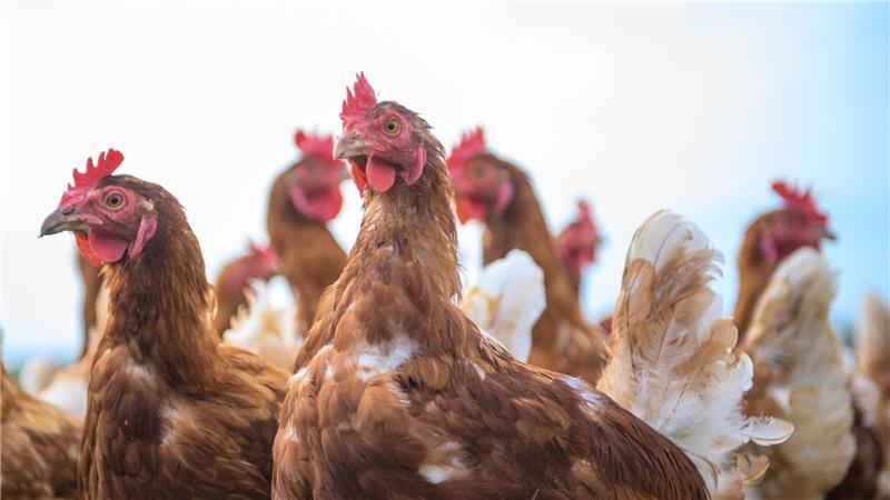Wegen Vogelgrippe und Newcastle Disease sind in den vergangenen Monaten Hunderttausende Legehennen gestorben. (Symbolbild)
