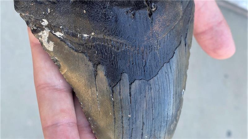 Doch kein Moppelchen: Urzeit-Hai war überraschend schlank Wegen ähnlich gezackter Zähne wurde lange angenommen, dass sich Megalodon und Weißer Hai stark ähnelten. (Archivbild)