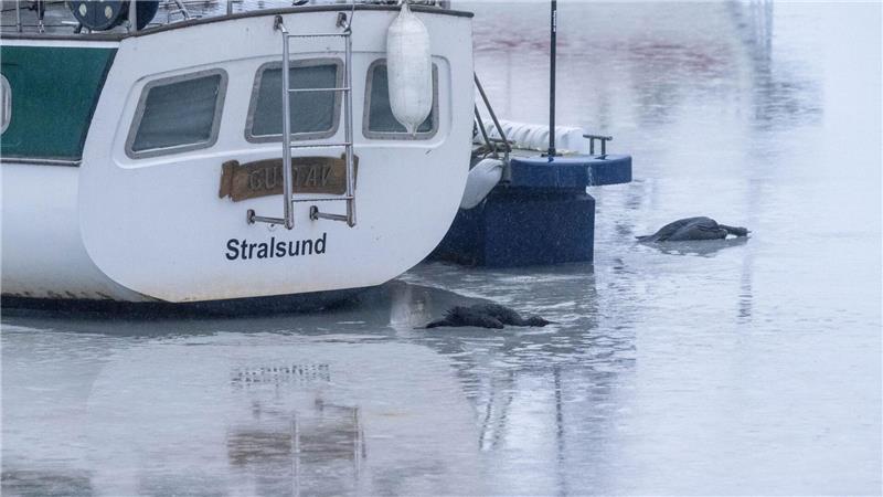 Wegen der Eisbildung kamen die Kormorane vielerorts nicht an ihre Beute - Fisch. (Archivbild)