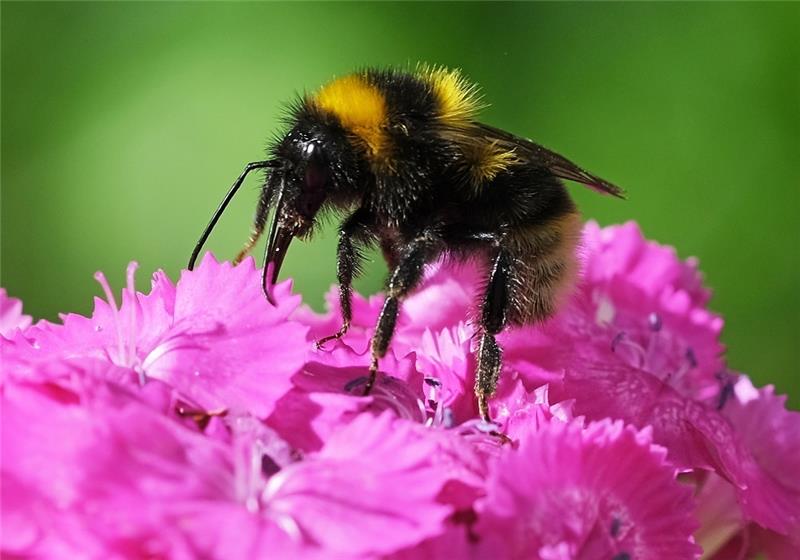 Tag des Artenschutzes: „Einmal verloren, ist immer verloren“ Wegen der Erderhitzung und der Zerstörung ihrer Lebensräume ist die Existenz der Hummel nach WWF-Angaben mehrfach bedroht. Foto: Oliver Berg/dpa