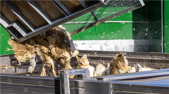Vogelgrippe breitet sich rasant aus – 400.000 Tiere gekeult Wegen der Geflügelpest müssen in Deutschland derzeit viele Tausend Hühner, Gänse, Enten und Puten gekeult werden.