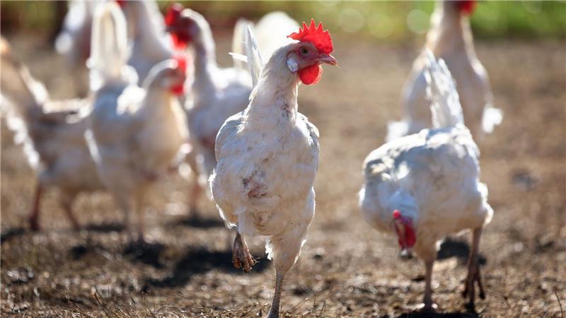 Wegen der Vogelgrippe mussten zuletzt zahleiche Legehennen getötet werden. (Archivbild)