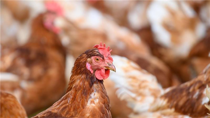 Verband: Eiermarkt beruhigt sich vor Osterfest Wegen der Vogelgrippe mussten zuletzt zahlreiche Legehennen getötet werden. (Archivbild)