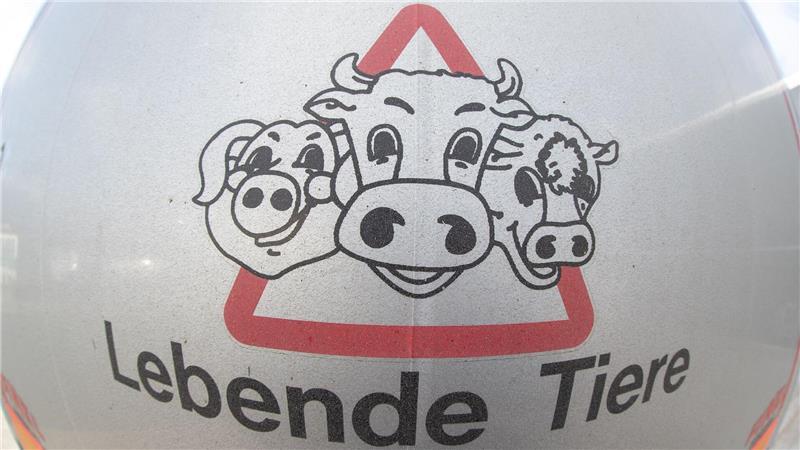 Wegen des Kriegsgeschehens im Nahen Osten sind Tiertransporte in diese Region untersagt. (Symbolbild)