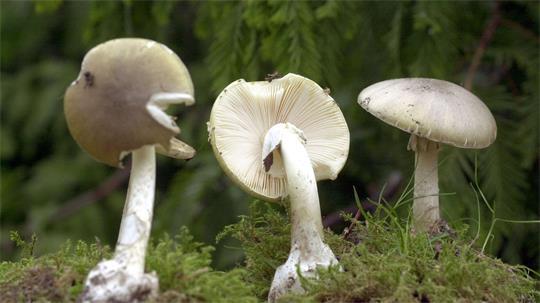 Wegen ihrer Ähnlichkeit zu Champignons sind Vergiftungen mit Knollenblätterpilzen besonders häufig. (Symbolbild)