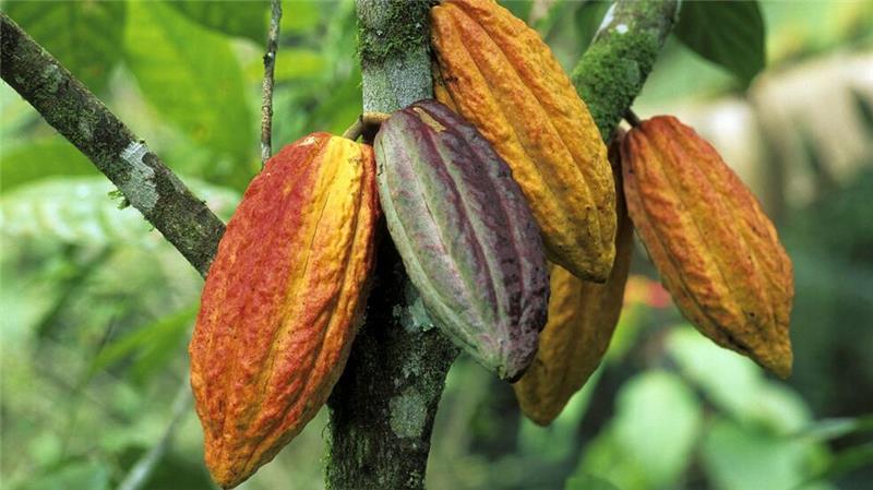 Wegen schlechter Ernten ist der Kakaopreis gestiegen.