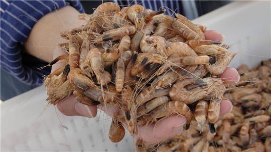 Wegen schlechter Fangmengen mussten Kunden für frische Nordseekrabben zuletzt tief in die Tasche greifen.