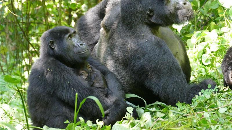 Warum Gorilla-Weibchen lange nach letzter Geburt weiterleben Weibliche Berggorillas können ganz schön alt werden - wie hier im Bwindi Impenetrable Nationalpark. (Archivbild)
