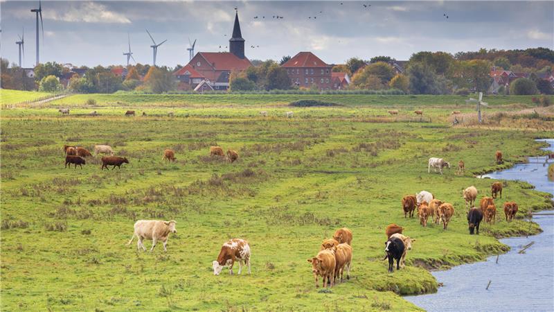 Weideland vor der Kulisse des Flecken Freiburg mit der St.-Wulphardi-Kirche - vom „Vogelkieker“ aus gesehen.