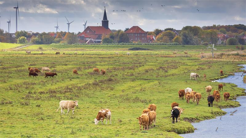 Weideland vor der Kulisse des Flecken Freiburg mit der St.-Wulphardi-Kirche - vom „Vogelkieker“ aus gesehen.