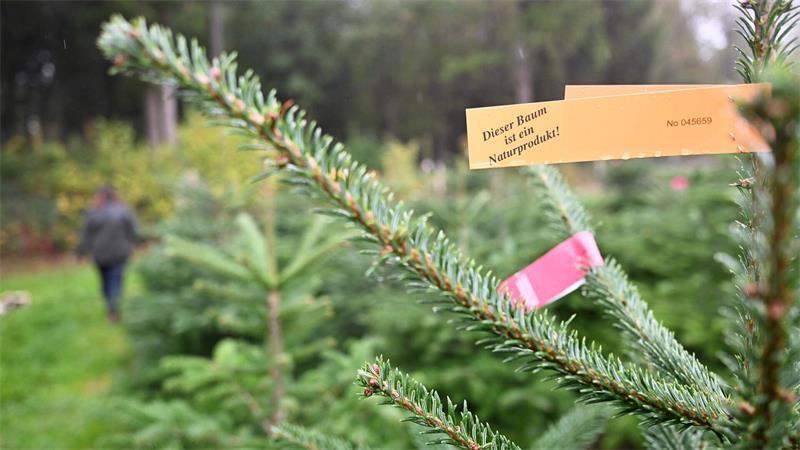 Weihnachtsbäume 