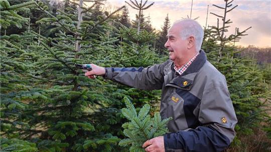 Weihnachtsbäume auf 15 Hektar: Hartwig Sulzer beim Abschneiden von Grün.
