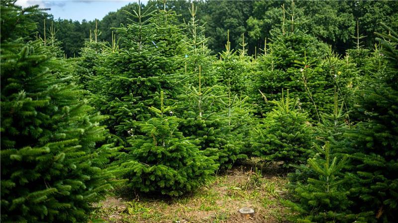 Weihnachtsbäume werden häufig auf Plantagen angebaut. (Archivbild)