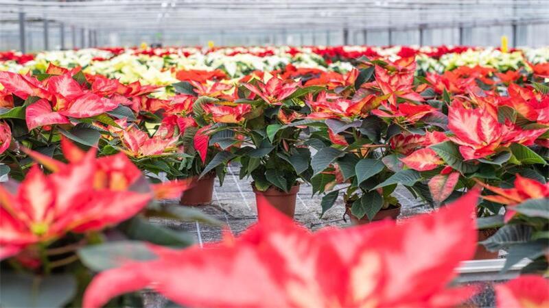 Weihnachtssterne sind ein Hingucker. Hier blüht die Sorte „Beauty Princess" in einem Gewächshaus. Doch wie hält sich die Pracht über Monate? Wir haben Experten um ihren Rat gefragt.