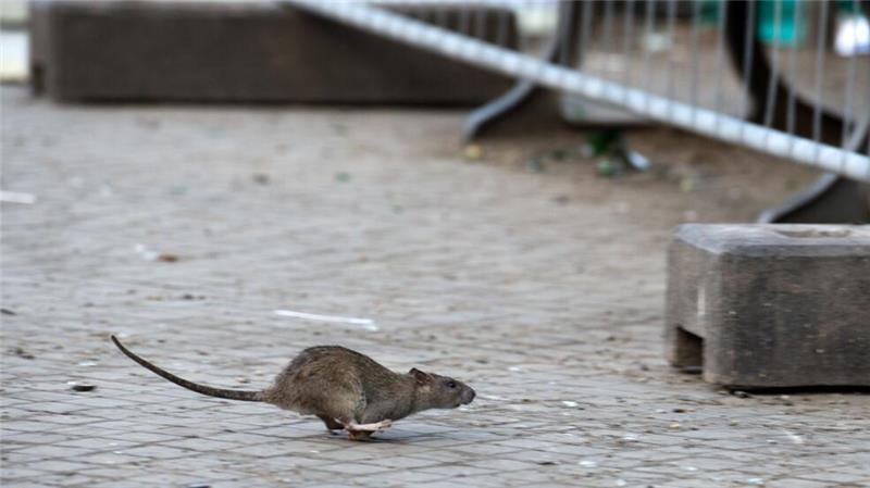 Gift vor Verbot? Darum schlagen Verbände jetzt Ratten-Alarm Weil die Zulassung eines Rattengifts möglicherweise nicht verlängert werden soll, warnen mehrere Verbände und Unternehmen vor einer Rattenplage in Deutschland.