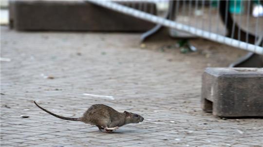 Weil die Zulassung eines Rattengifts möglicherweise nicht verlängert werden soll, warnen mehrere Verbände und Unternehmen vor einer Rattenplage in Deutschland.