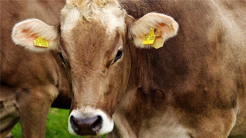Weil er angeblich einer kranken Kuh (Symbolfoto) zu wenig Schmerzmittel verabreichen ließ, musste sich ein Landwirt von der Stader Geest vor dem Amtsgericht Buxtehude verantworten.