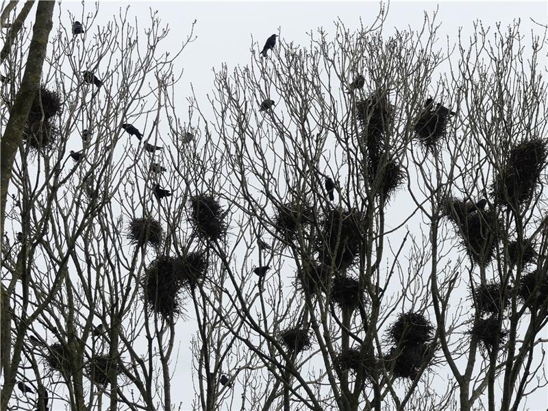 Weil in der freien Natur Baumgruppen mit hohen Bäumen fehlen, haben die Saatkrähen Drochtersen zur neuen Heimat auserkoren . Sie fühlen sich hier offenbar wohl und vermehren sich, in vielen Straßenbäumen sind Nester und Krähen nicht zu über
