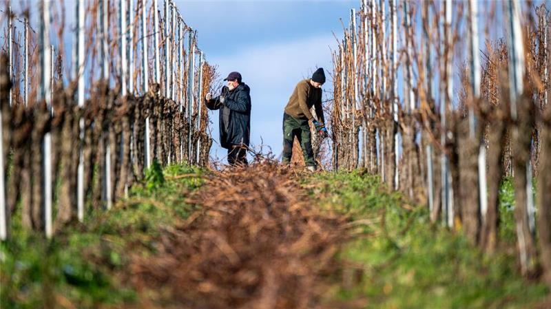 Wein macht auch im Winter Arbeit: In einem Weinberg in Rheinland-Pfalz werden überflüssige Reben abgeschnitten.