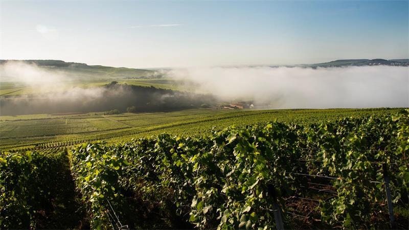 Die 13 wichtigsten Fakten, um Wein zu verstehen Weinbaugebiet in der Champagne: Das Klima muss passen, damit die Reben gedeihen.