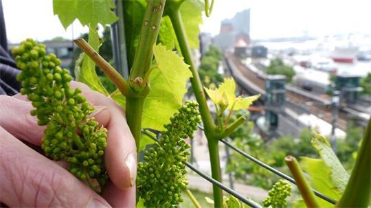 Weintrauben in der Nähe der Elbphilharmonie. Ja, im Hamburger Hafen wird Wein angebaut.