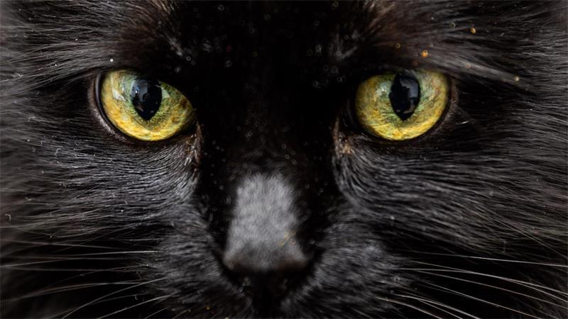 Weiß eine KI, was diese Katzenaugen sagen? 