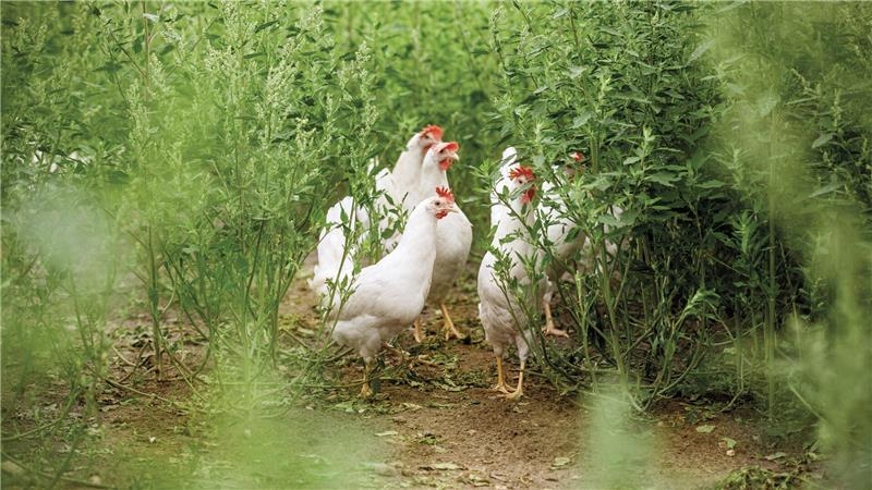 Seuchenschutz: Wie Betriebe aus der Region mit der Vogelgrippe umgehen Weiße Freilandhennen des Geflügelhofs Schönecke - für sie gilt wegen der Vogelgrippe ab Donnerstag die Stallpflicht.