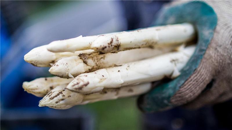 So bauen Sie Spargel im Garten selber an Weißer Spargel: Diese Stangen werden auch Bleichspargel genannt und sind lichtempfindlich.