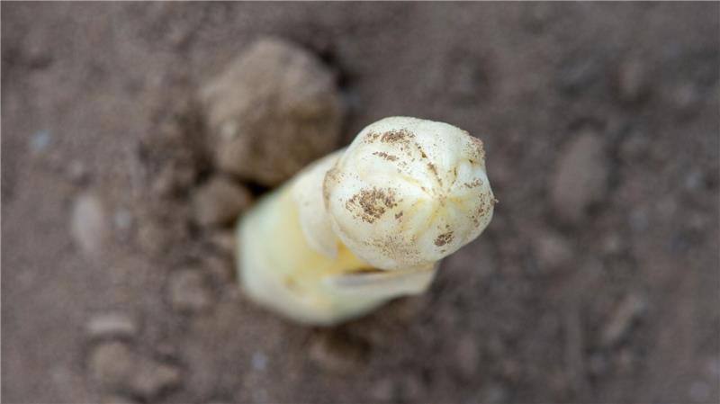 So bauen Sie Spargel im Garten selber an Weißer Spargel benötigt idealerweise einen lockeren und durchlässigen Boden.