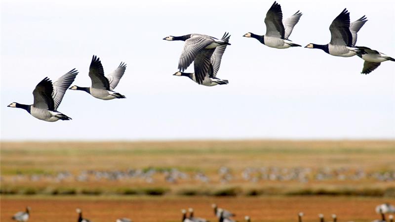 Was der Klimawandel für die Zugvögel bedeutet Weißwangengänse im Wattenmeer. Foto: Wulf Pfeiffer/dpa