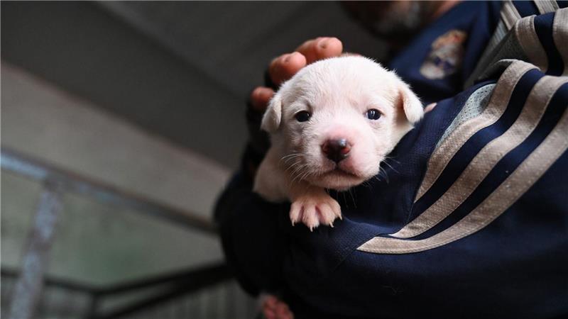 Welpen werden vielerorts in China teilweise auf der Straße verkauft. 