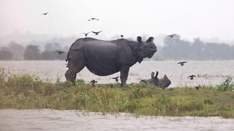 Weltweit gibt es nach Angaben von Tierschützern nur noch rund 4000 Panzernashörner, auch Wetterfolgen können gefährlich für sie werden.