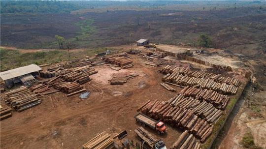 Weltweit sind im vergangenen Jahr einem Bericht zufolge rund 3,7 Millionen Hektar tropischer Urwald zerstört worden (Archivbild).