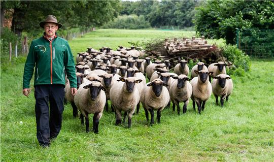 Wendelin Schmücker, Schäfer, geht mit seinen Schafen über eine Wiese. Foto: Philipp Schulze/dpa