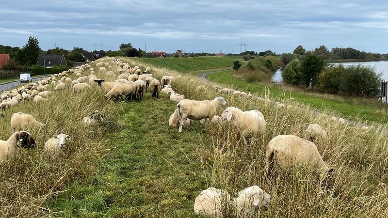 Elbdeich im Alten Land wird zehn Jahre zur Baustelle Wenig Platz im Außendeichbereich an der Elbe.