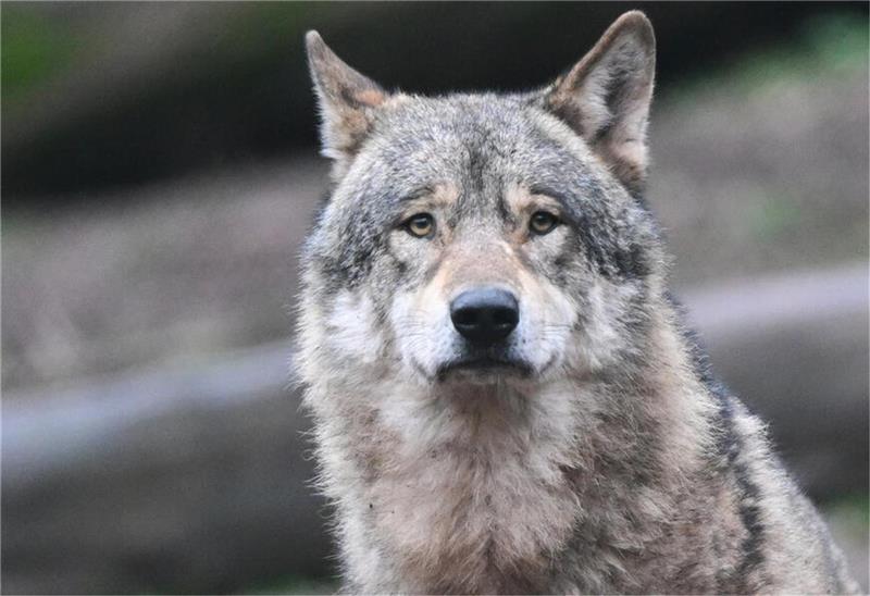 So will der Stader Nachbarkreis dem Wolf an den Kragen Weniger Emotion, weniger Symbolik, weniger Kulturkampf - dafür eine sachliche und differenzierte Betrachtung, wenn es um den Wolf geht. Das hält nicht nur der SPD-Kreistagsabgeordnete Volker Kullik aus Karlshöfen für angebracht. Foto: picture alliance/dpa