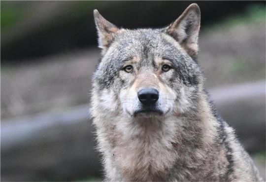 Weniger Emotion, weniger Symbolik, weniger Kulturkampf - dafür eine sachliche und differenzierte Betrachtung, wenn es um den Wolf geht. Das hält nicht nur der SPD-Kreistagsabgeordnete Volker Kullik aus Karlshöfen für angebracht. Foto: picture alliance/dpa