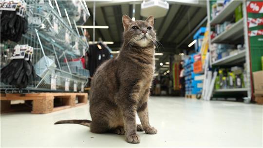 Wenn Lotti nicht auf ihrem Platz döst, geht sie auf Erkundungstour durch den Markt.