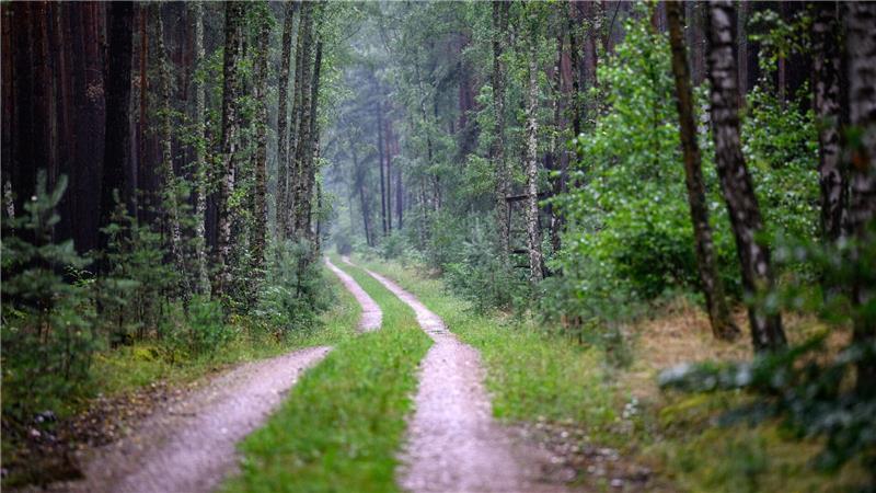 Wenn Spaziergänger und Wanderer auf den Wegen im Wald bleiben, werden Wildtiere nicht gestört. (Symbolfoto) 