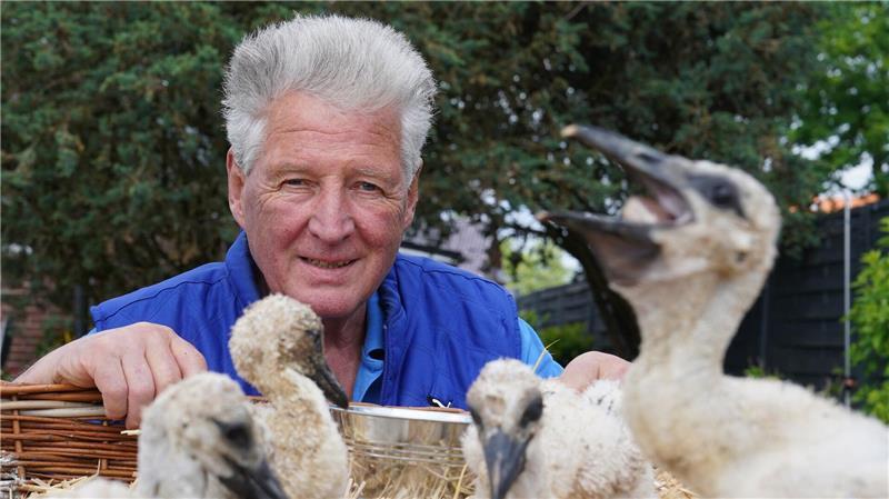 Wenn Storchennachwuchs aus dem Nest fällt oder geworfen wird oder deren Eltern sich nicht mehr kümmern können, springt Storchenbetreuer Jürgen Pelch ein. In diesem Jahr musste er noch nicht aushelfen. Das Bild ist aus dem Jahr 2023.