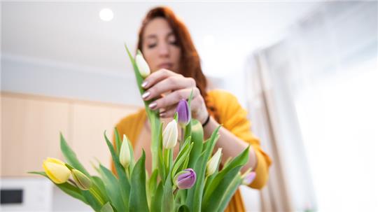 Wenn Tulpen auf dem Heimweg vom Einkauf schlapp machen, muss man sie einfach in Wasser stellen. Foto: Franziska Gabbert/dpa