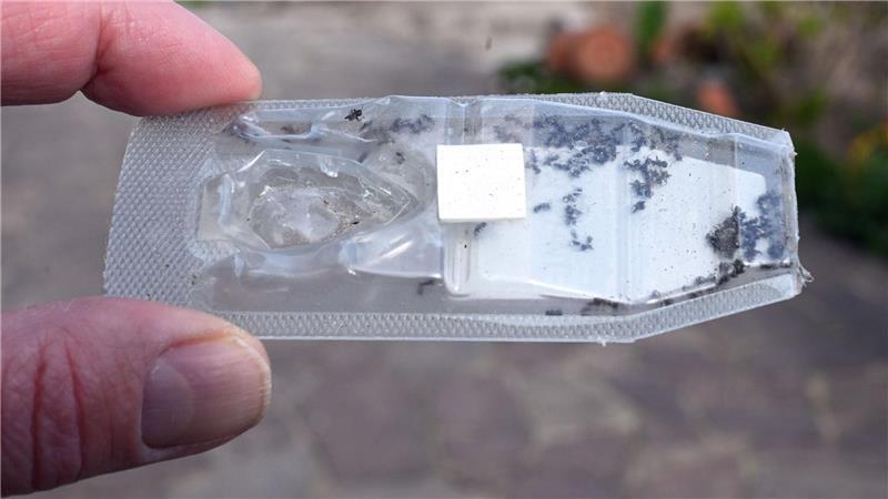 Wenn der Verdacht auf Tapinoma magnum besteht, sollten sich die Bürgerinnen in Schleswig-Holstein zur sicheren Artbestimmung und dem Absprechen des weiteren Vorgehens an das Landesamt für Umwelt wenden. (Archivbild)