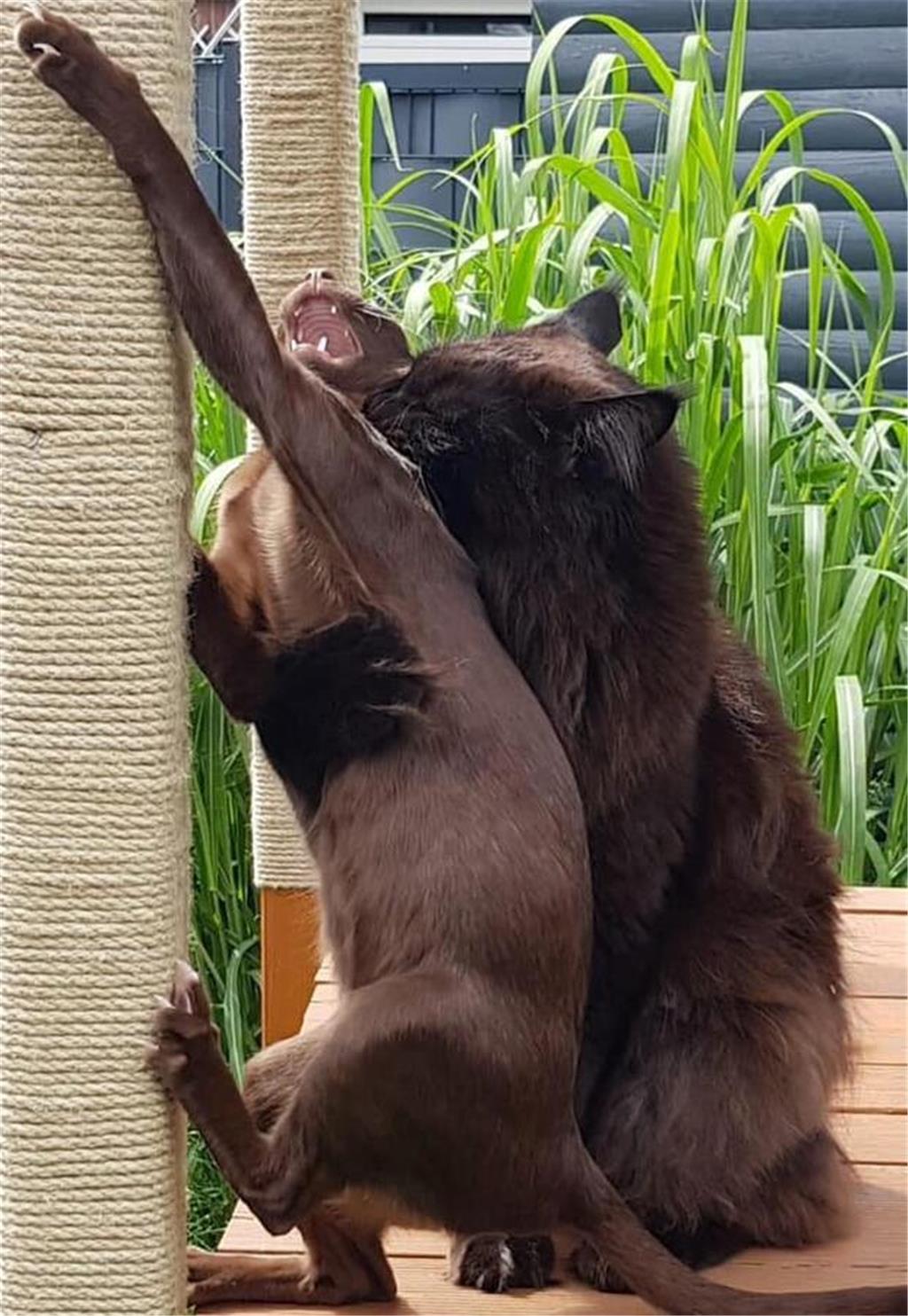 "Wenn dich der Maine Coon Vampir eiskalt erwischt 😎", schreibt Katzenfreundin S...