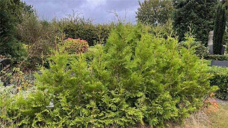 Friedhöfe in Hammah: Zu großer Pflegeaufwand Eine Lebensbaum-Hecke wächst wild.