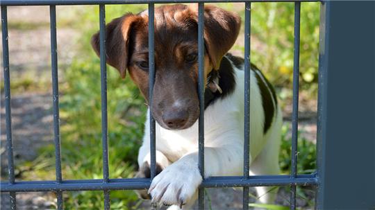 Wenn ein Hund einem Besitzer weggenommen wird, muss schon viel passiert sein. Daher sorgt es für Kopfschütteln, dass diese Halter ihre Tiere vergleichsweise schnell zurückerhalten.