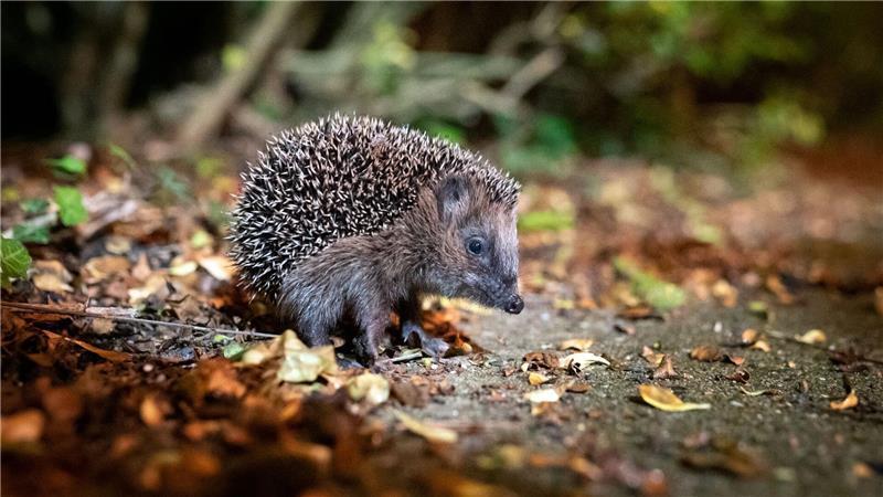Wenn es mit den Temperaturen noch mehrmals stark auf und ab geht, kann das für Winterschläfer lebensbedrohlich werden. (Symbolbild)